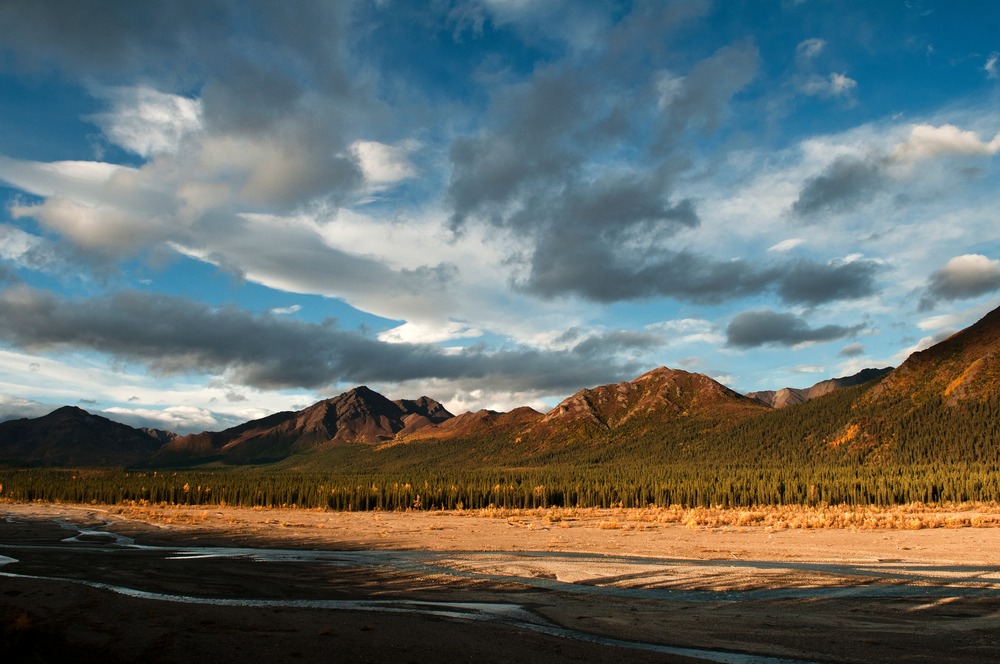 Autumn trees along the Teklanika River beneath mountains and a cloud-filled sky in Denali.